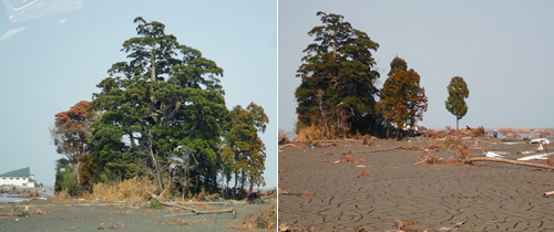 海岸から約２ｋｍ離れた場所に位置する神社では、社建物は倒壊したが、大杉などの立ち木は残り、多くの流木を捕捉トラップした。（福島県相馬市）